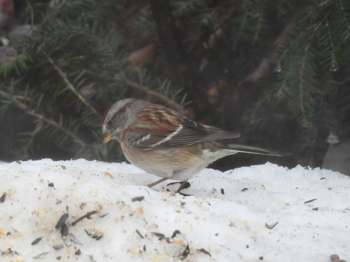 ムナフヒメドリ - ML647184673