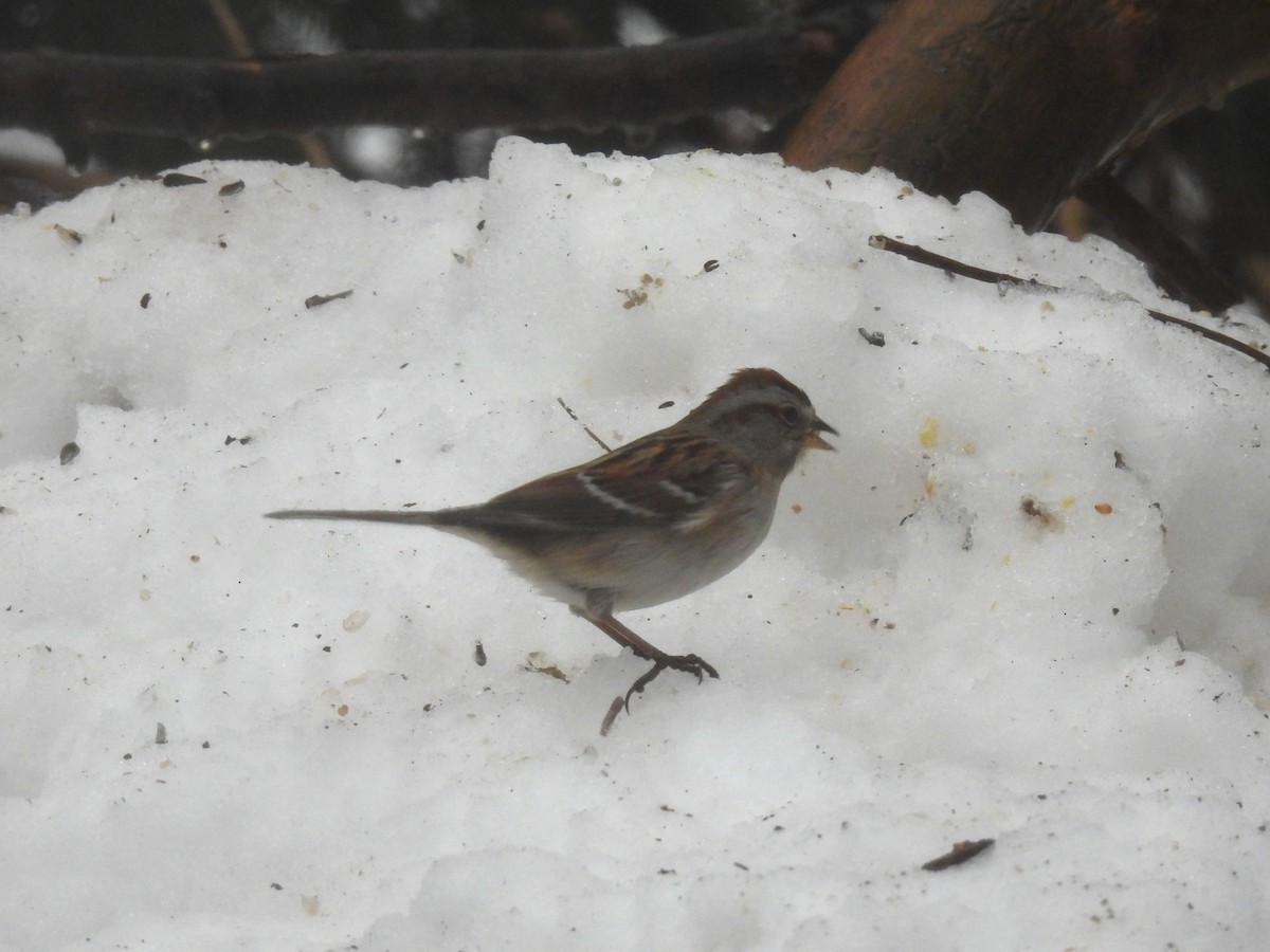 ムナフヒメドリ - ML647184674