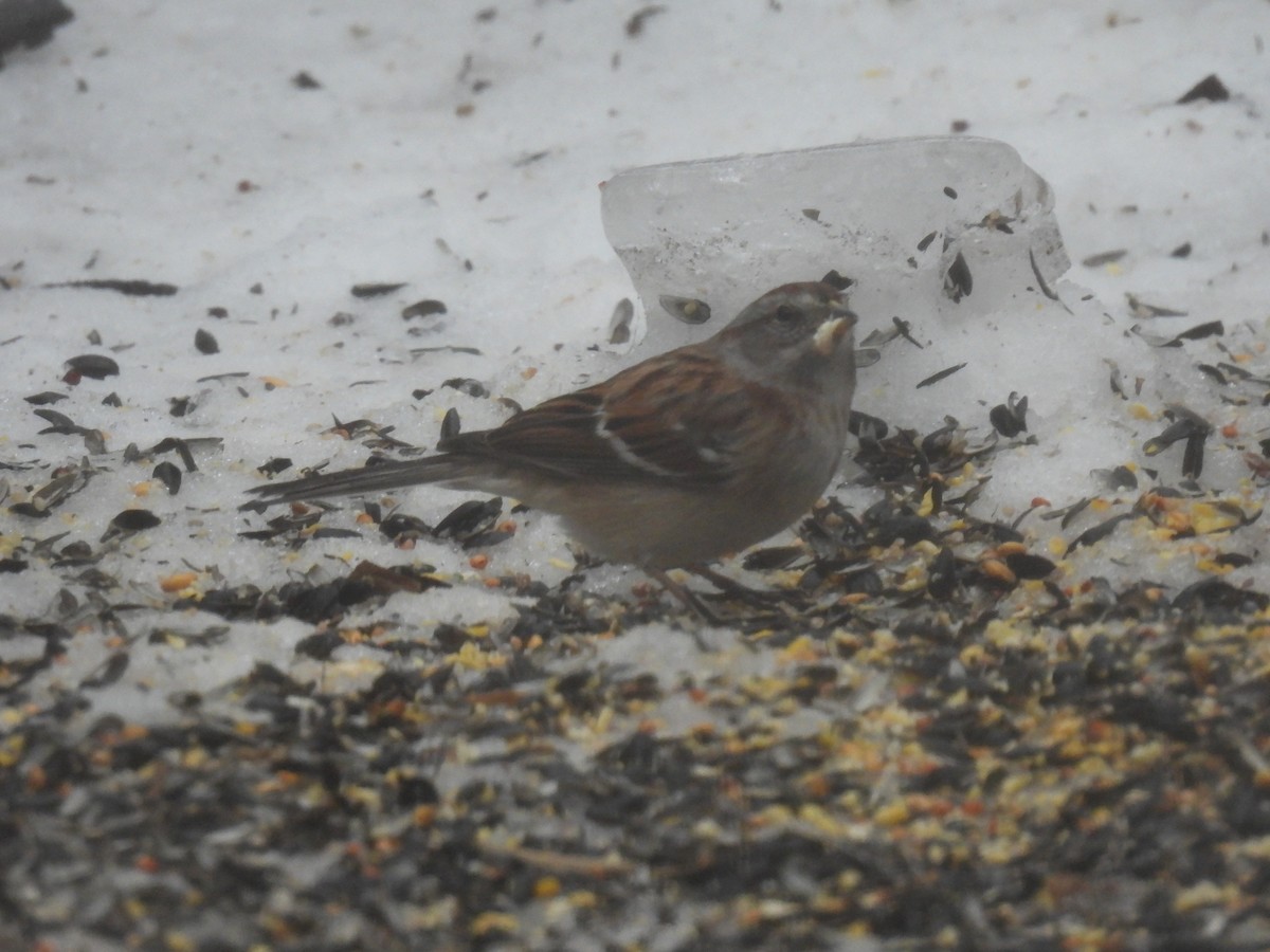 ムナフヒメドリ - ML647184675