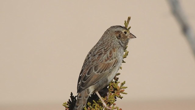 Cassin's Sparrow - ML647184680