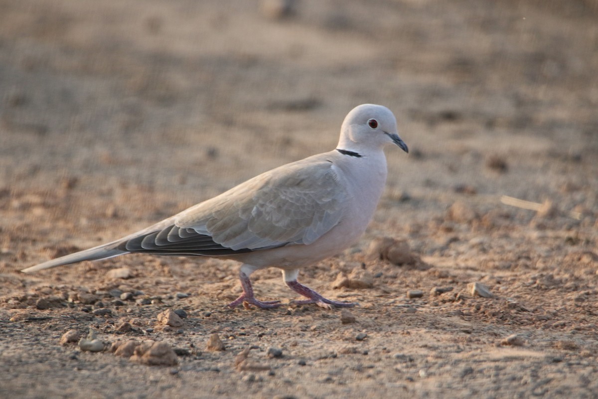 Eurasian Collared-Dove - ML647184682