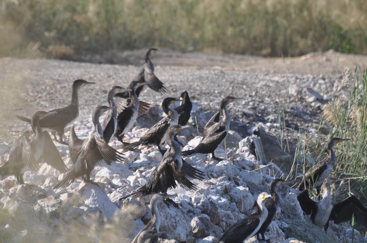 Great Cormorant (Eurasian) - ML647184684