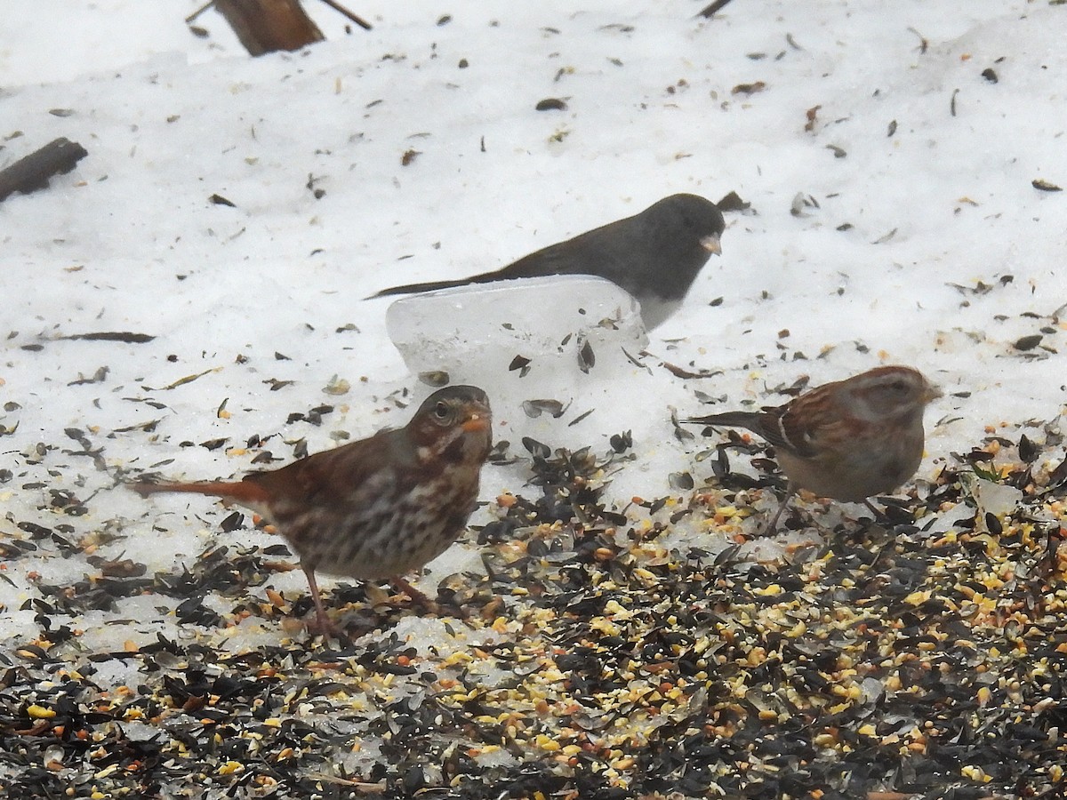 Fox Sparrow - ML647184685