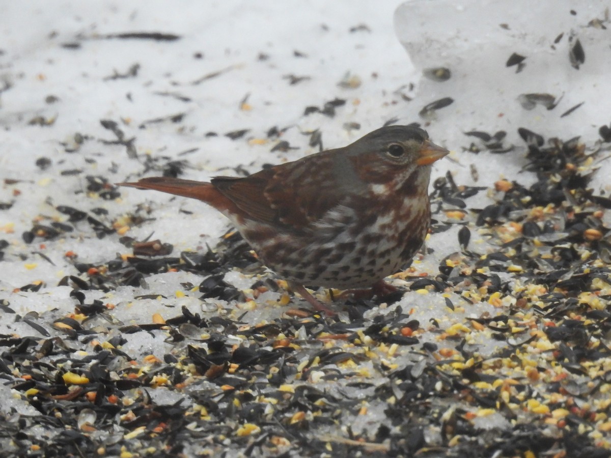 Fox Sparrow - ML647184686