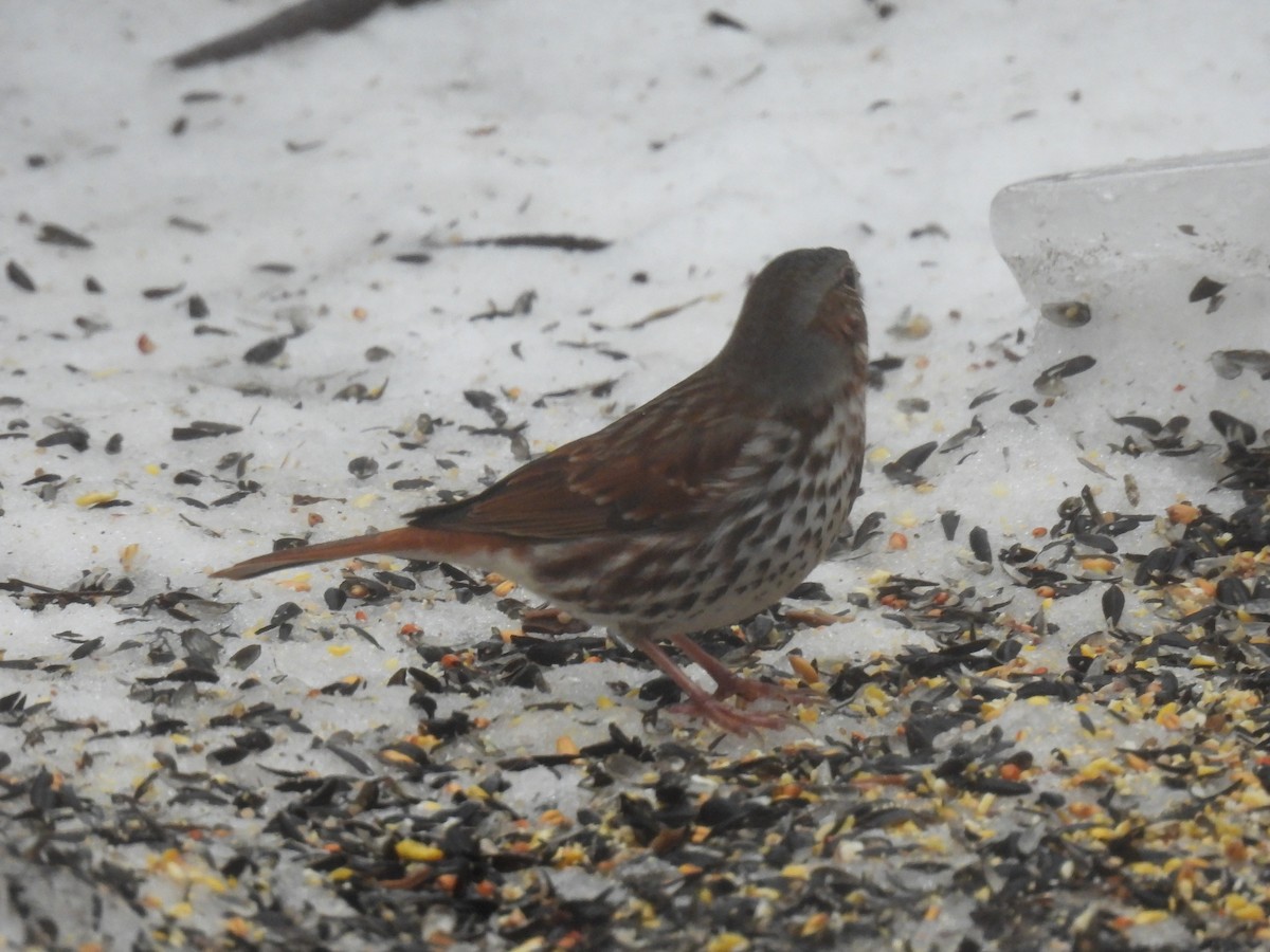 Fox Sparrow - ML647184687