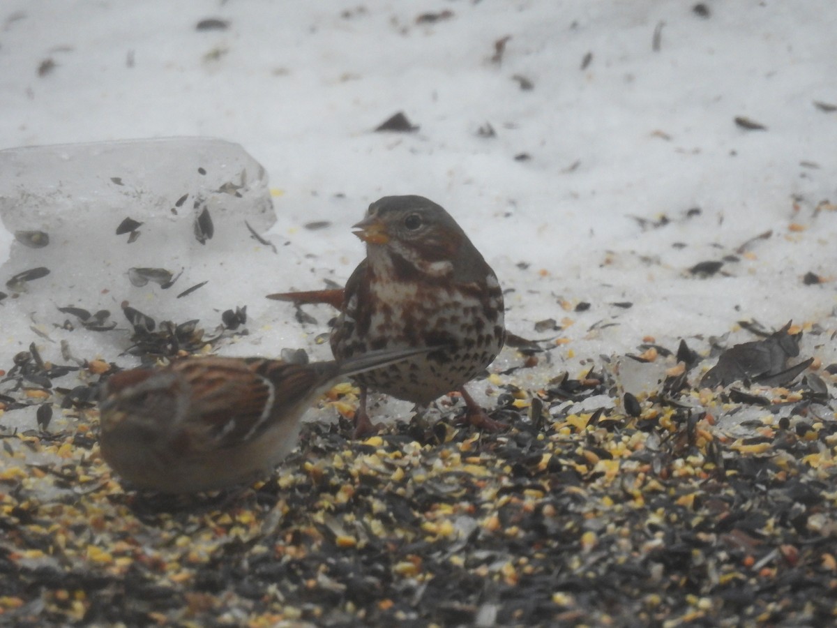 Fox Sparrow - ML647184688