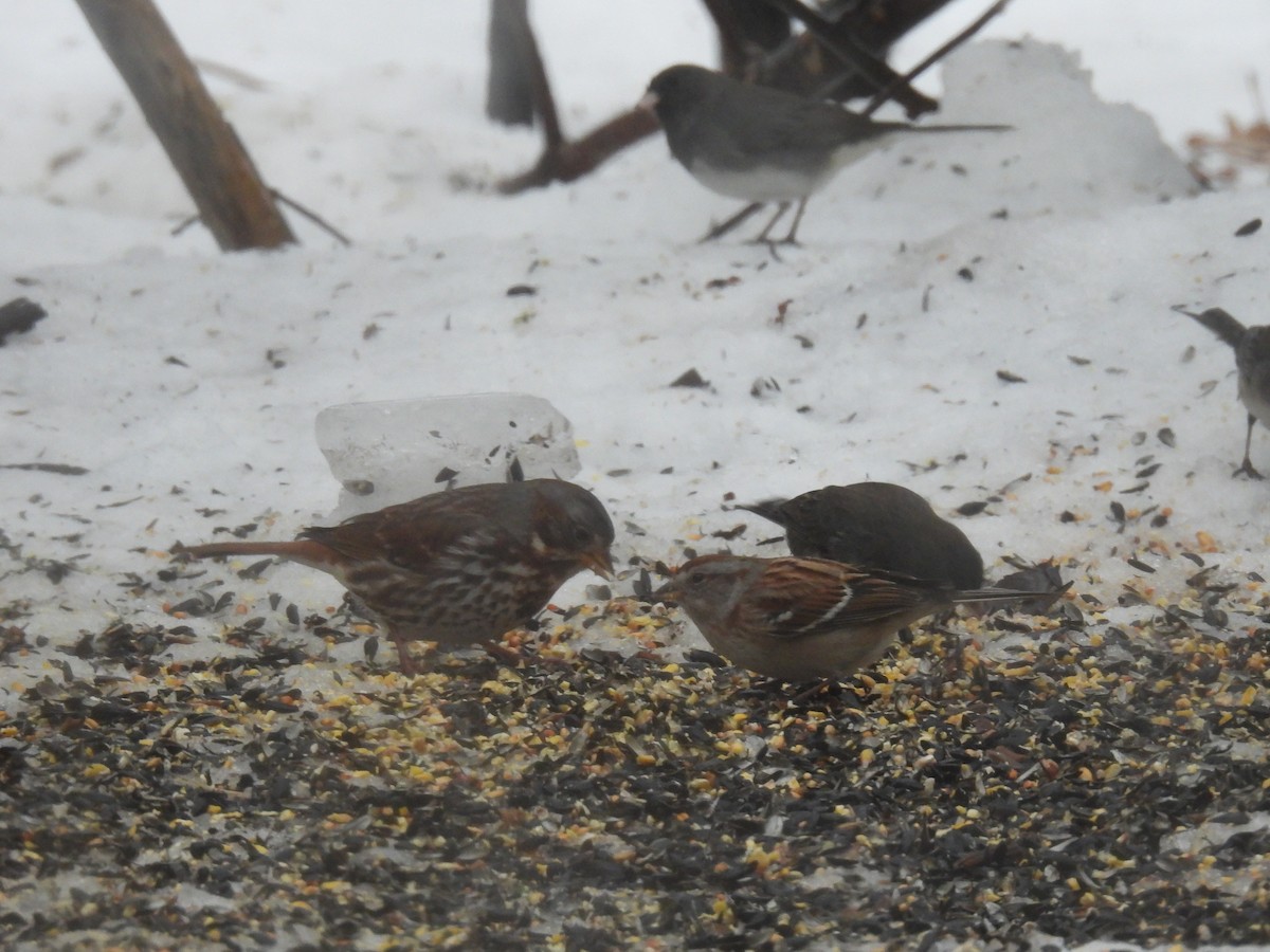 Fox Sparrow - ML647184689