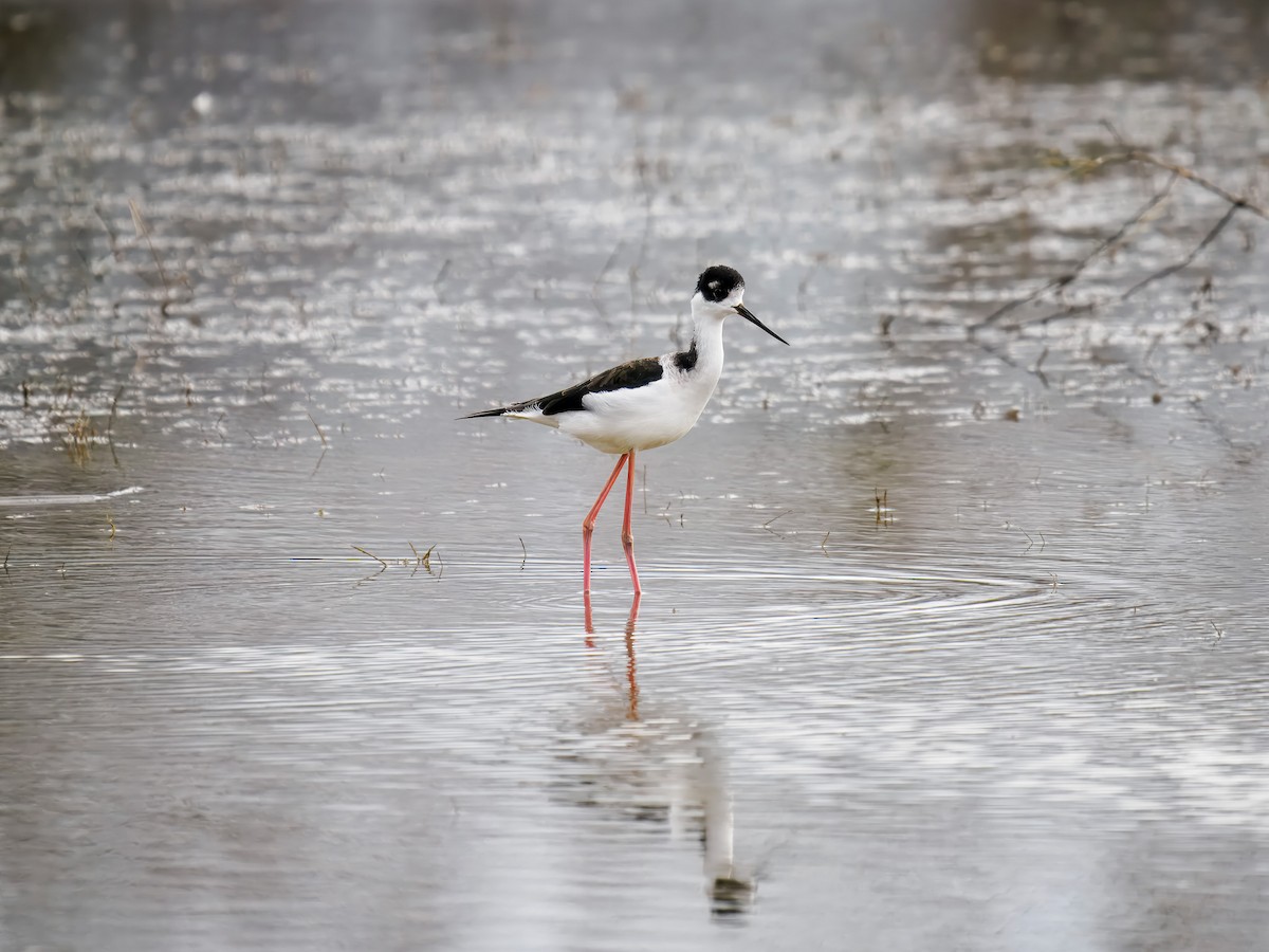 Échasse d'Amérique - ML647184690