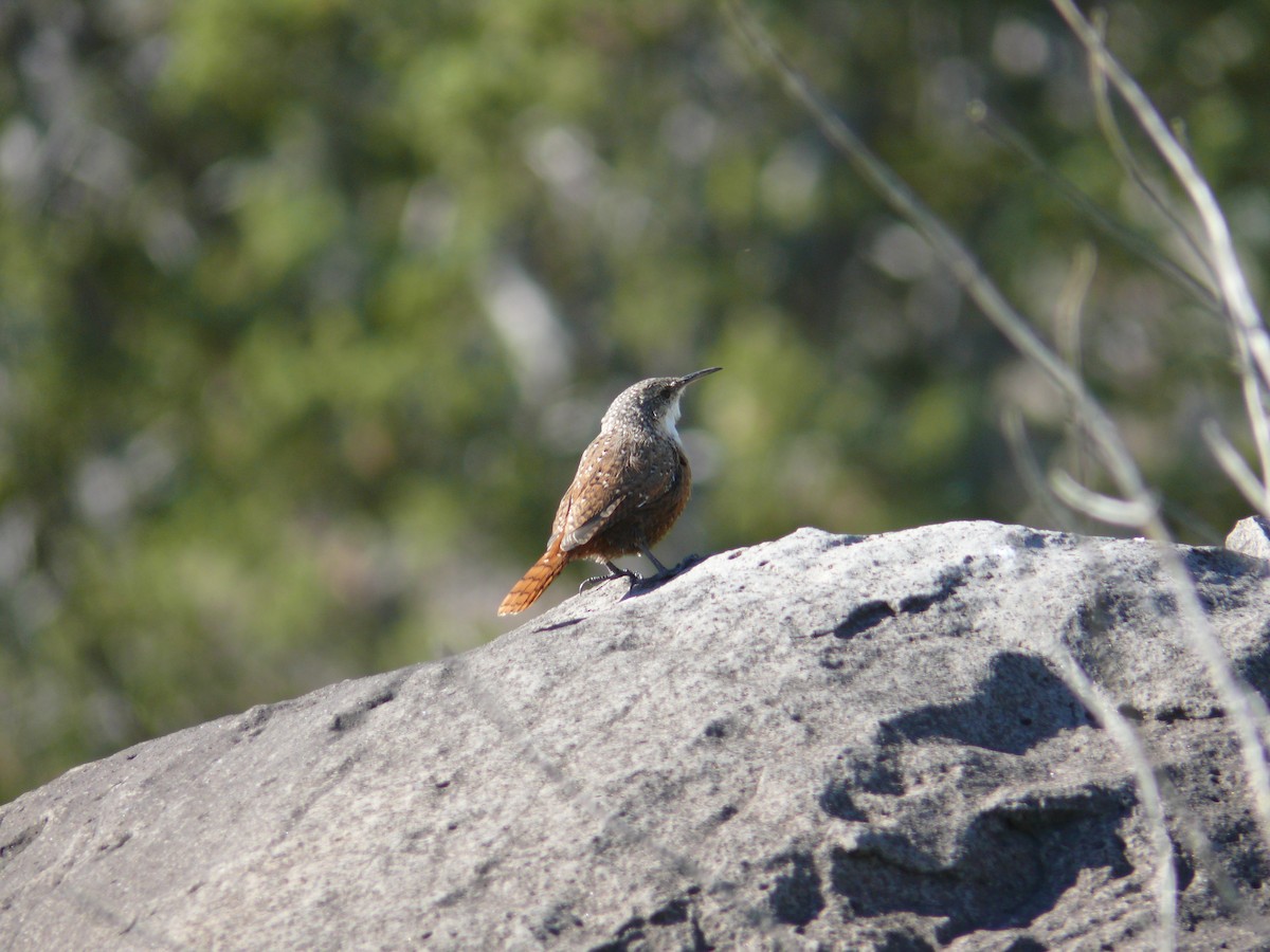 Canyon Wren - ML647184693