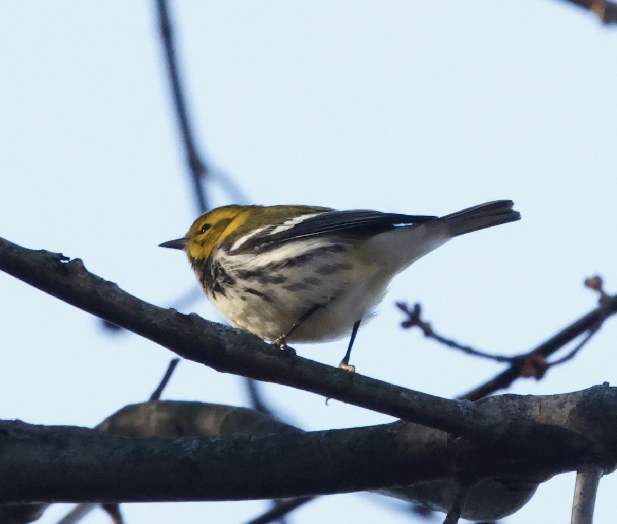 Black-throated Green Warbler - ML647184695