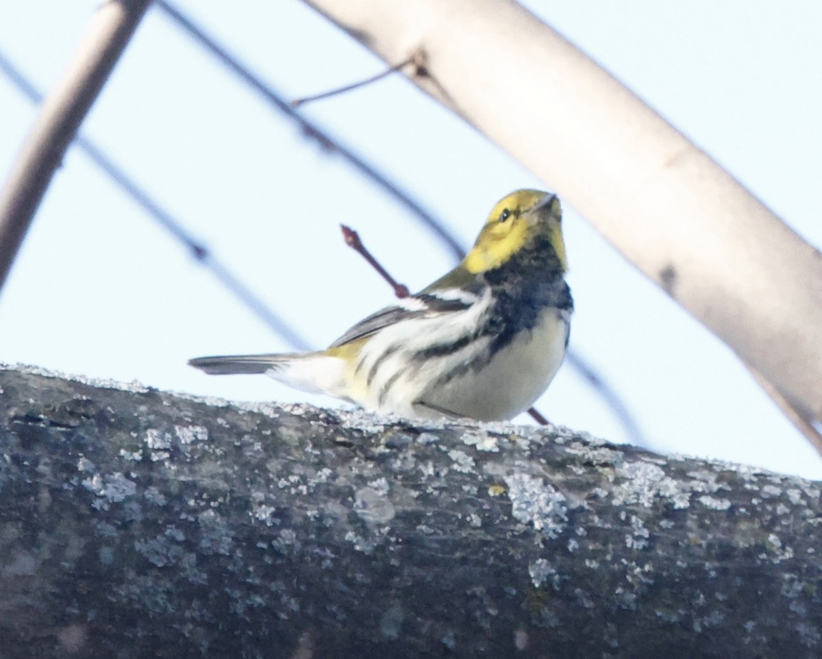 Black-throated Green Warbler - ML647184696