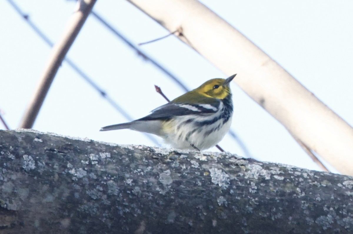Black-throated Green Warbler - ML647184697