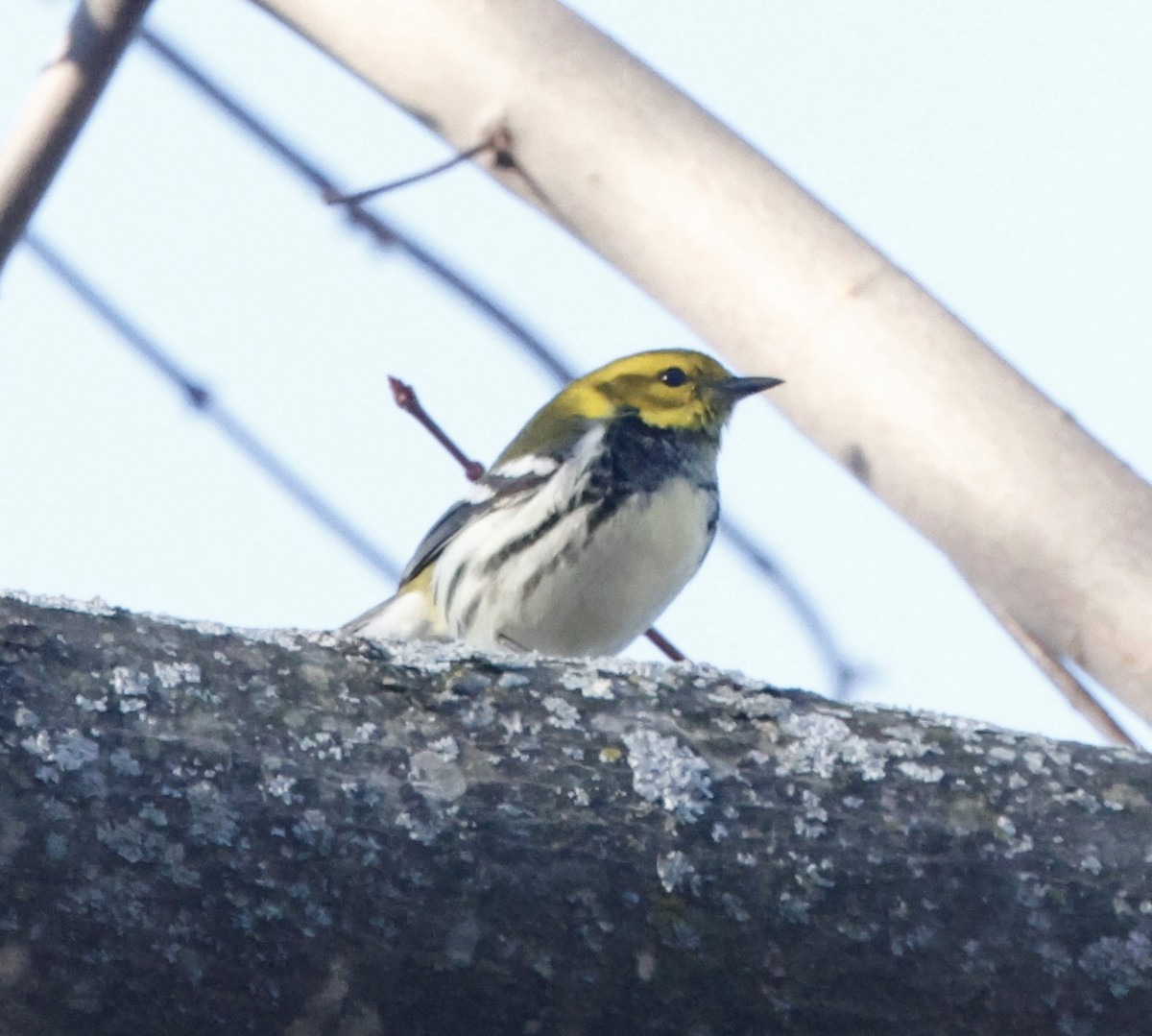 Black-throated Green Warbler - ML647184698