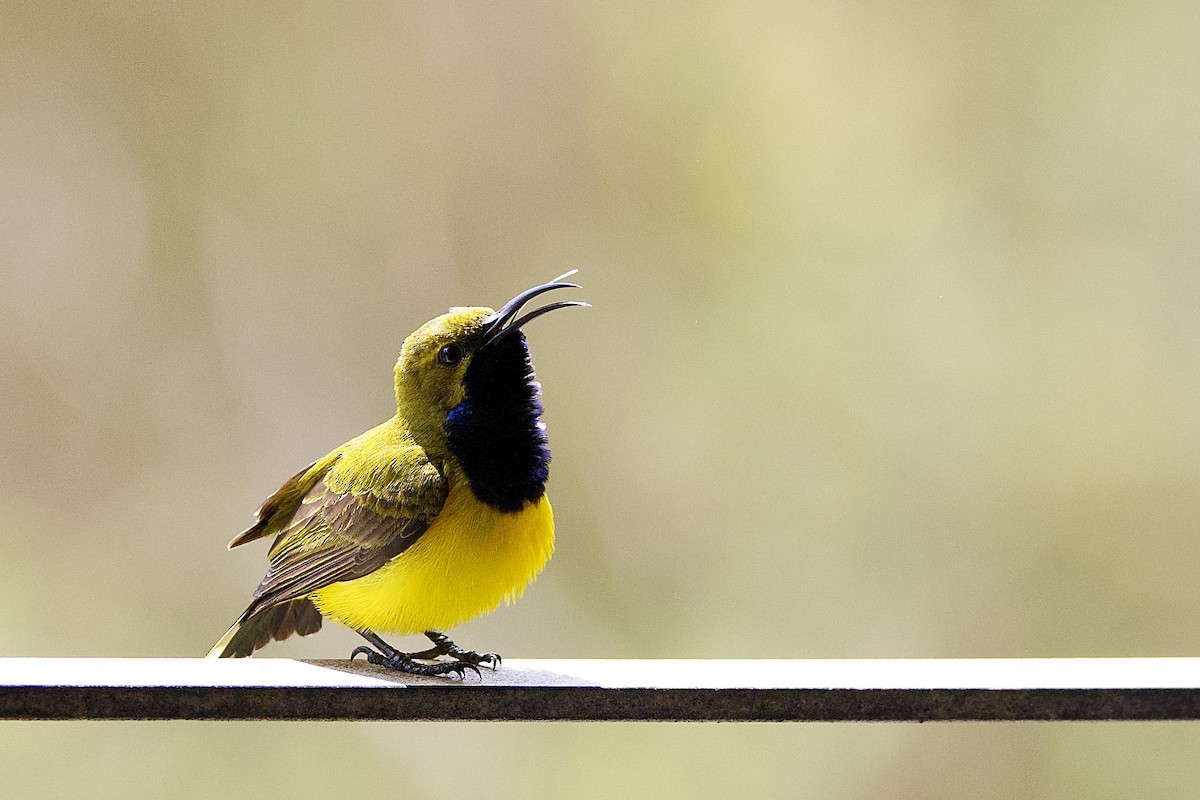 Sahul Sunbird - ML647184700