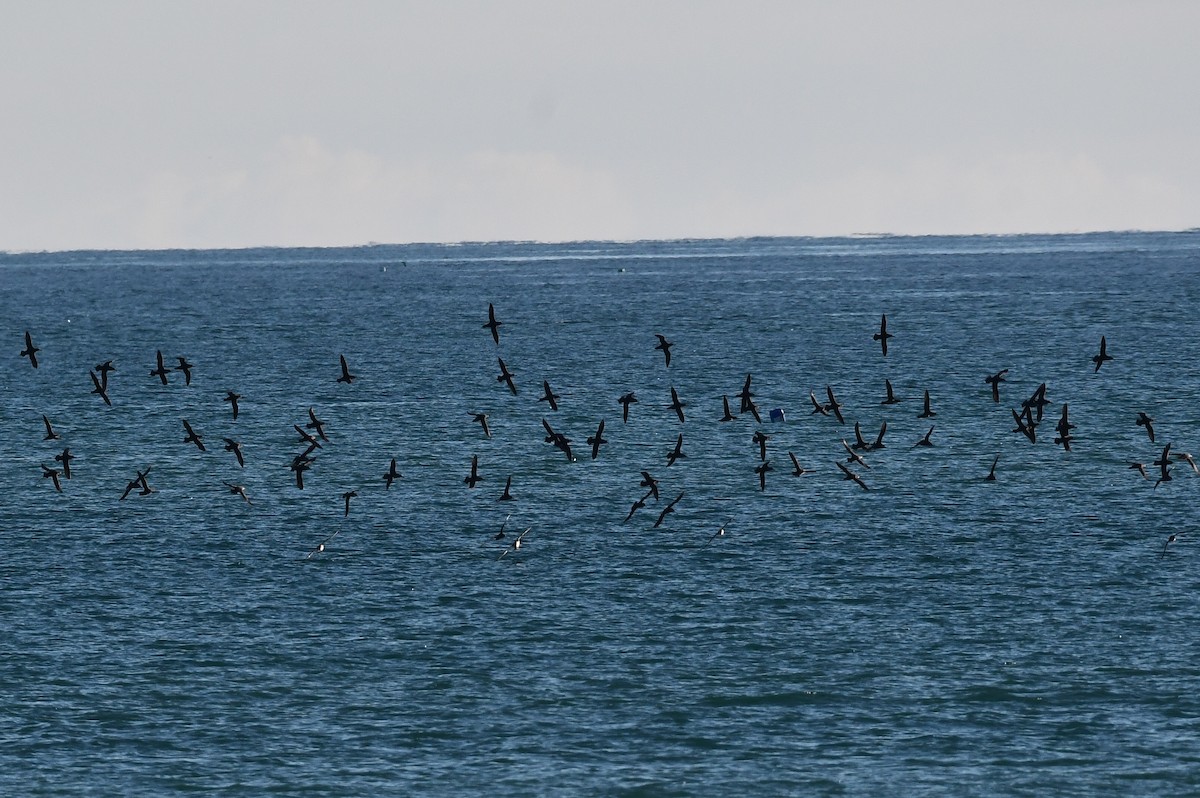 Gabai balearra - ML647184704