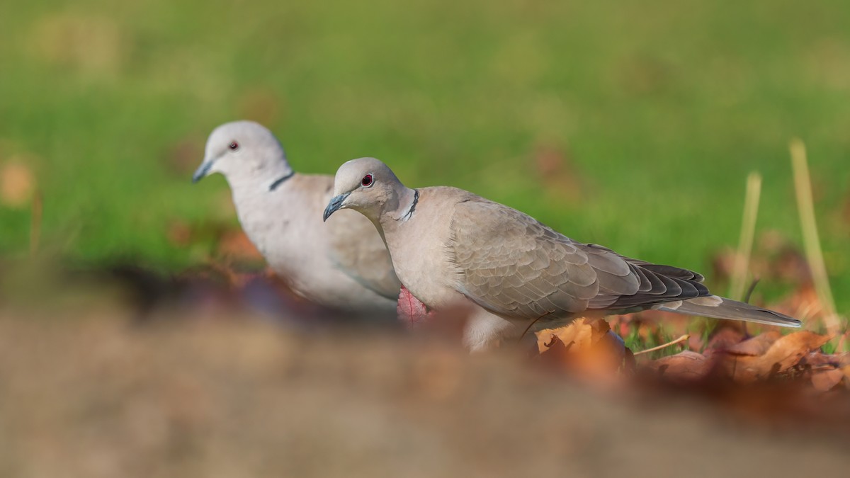 Eurasian Collared-Dove - ML647184713