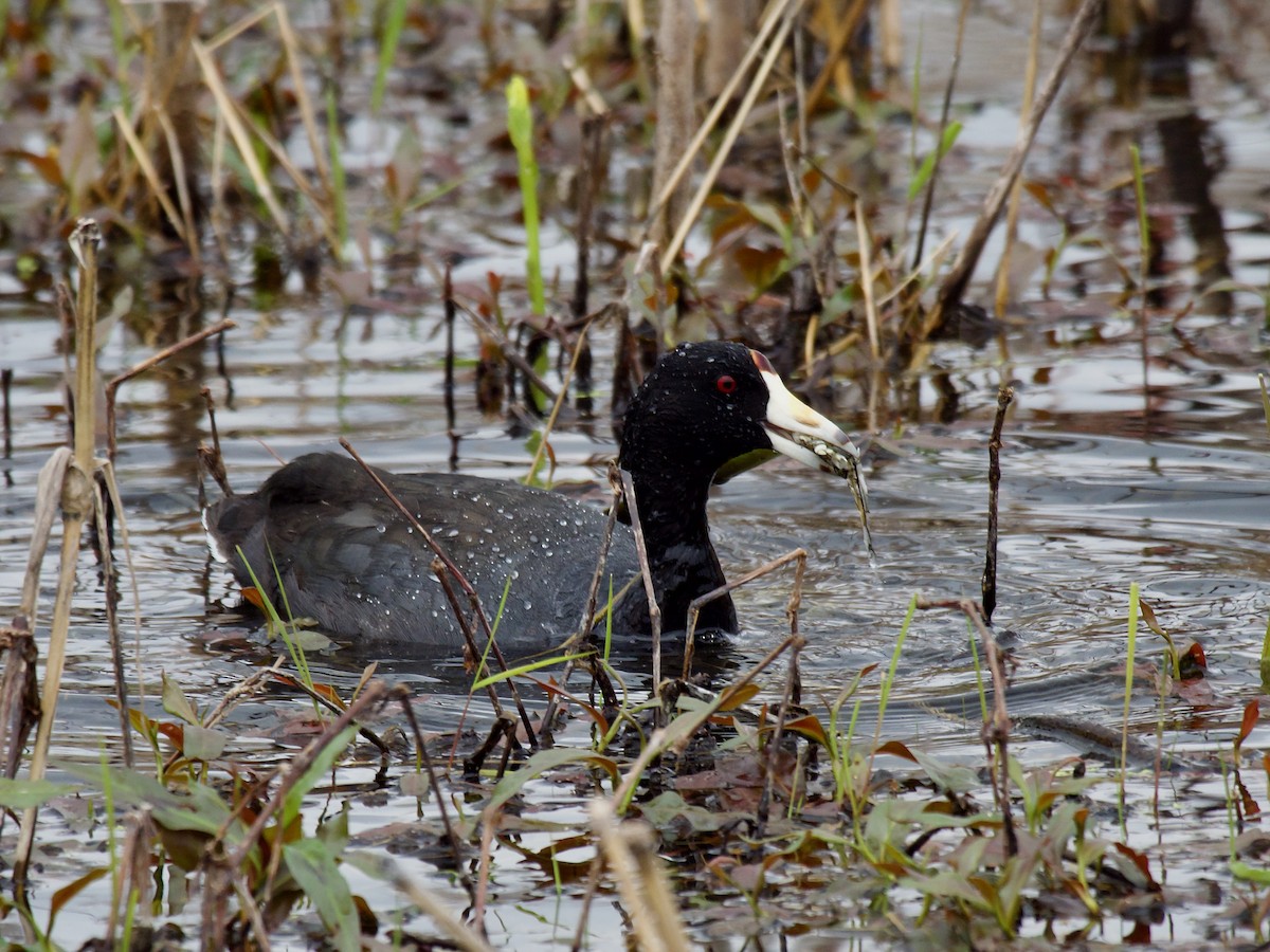 Kopetazuri amerikarra - ML647184730