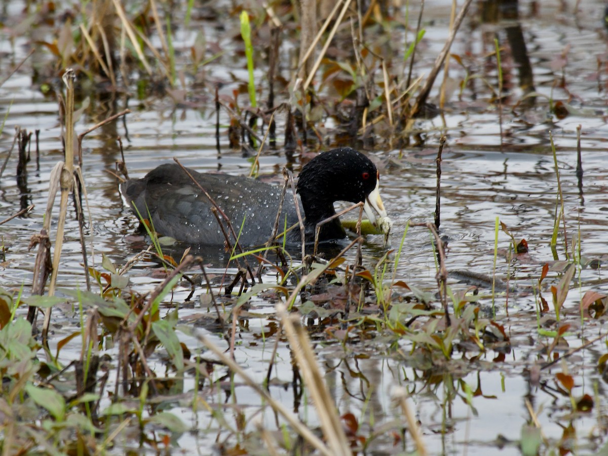 Kopetazuri amerikarra - ML647184731