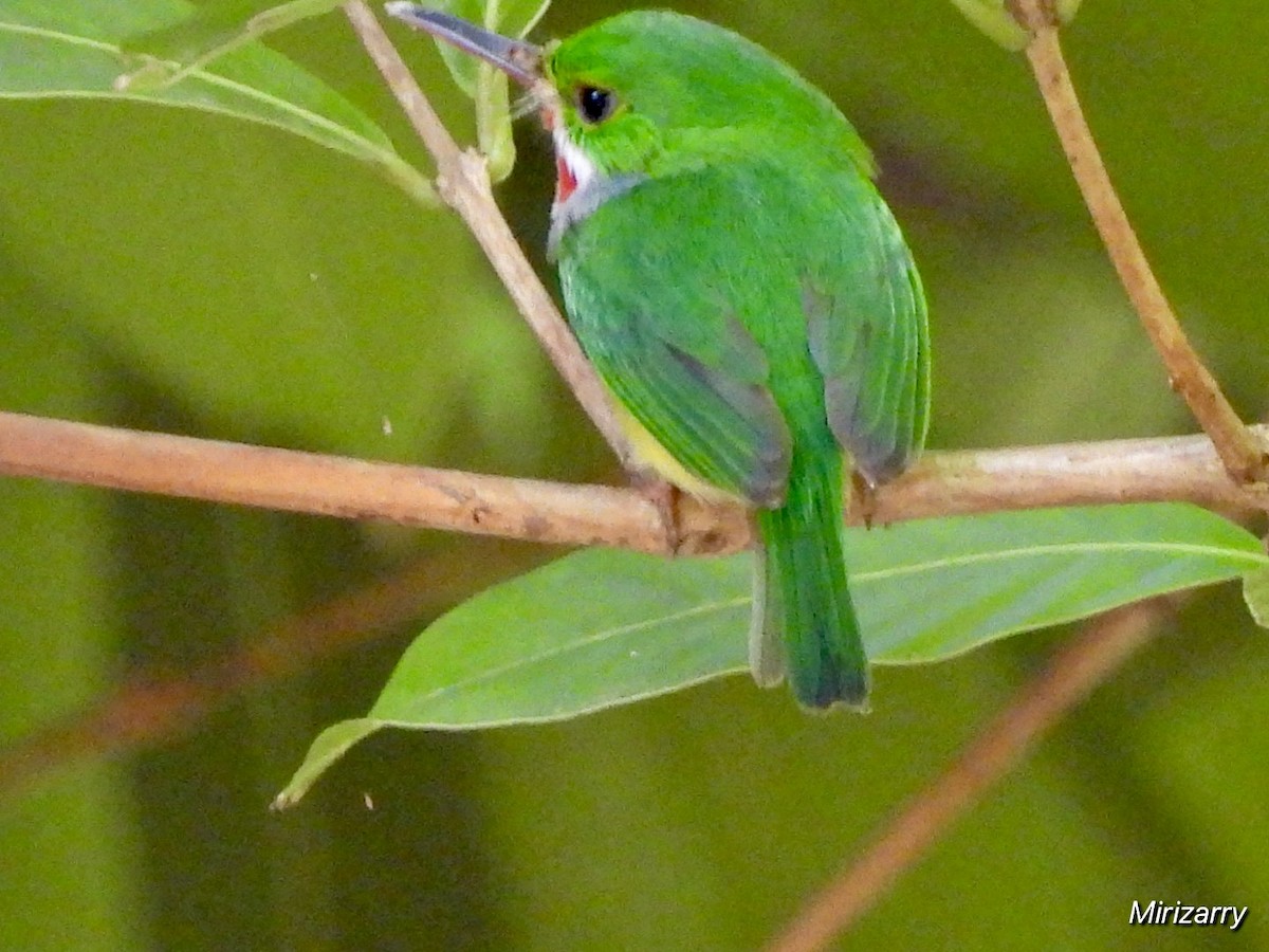 Puerto Rican Tody - ML647184732