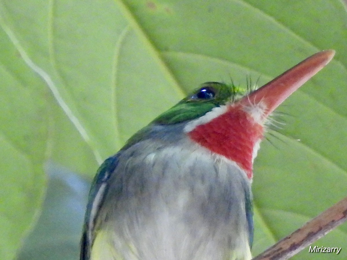 Puerto Rican Tody - ML647184733