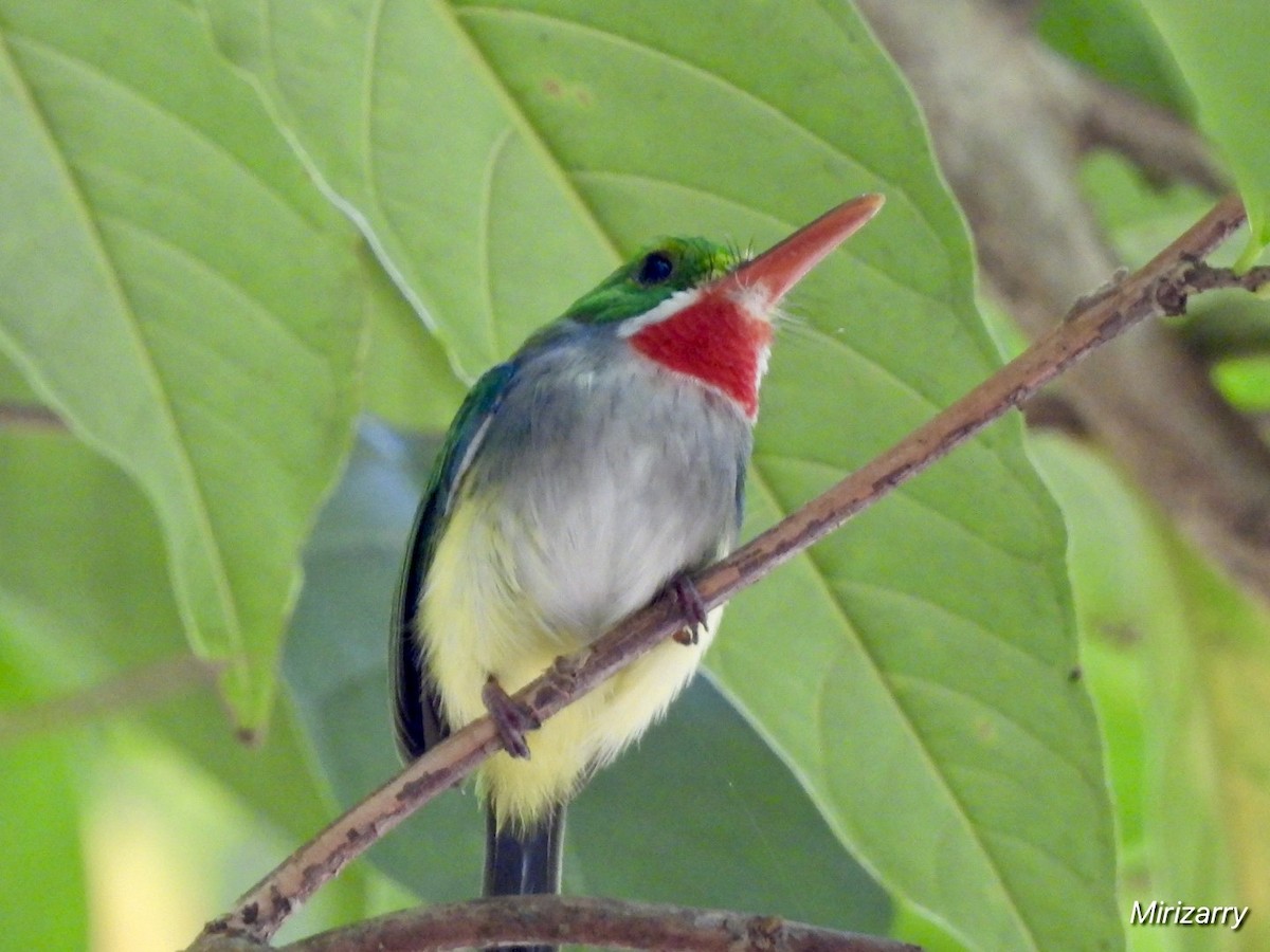 Puerto Rican Tody - ML647184734