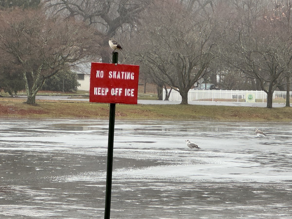 Northern Mockingbird - ML647184735