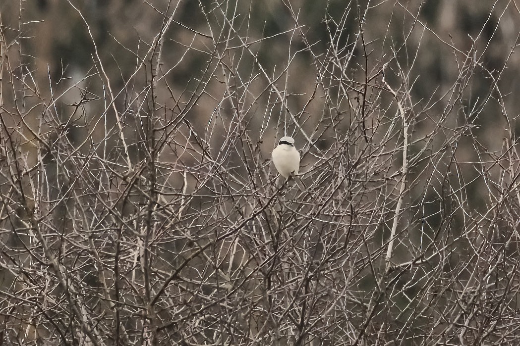 Antzandobi handi arrunta - ML647184737