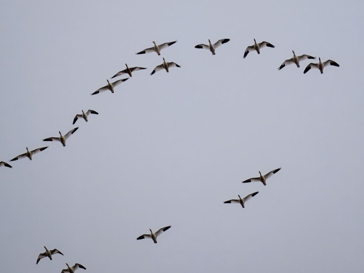 Elur-antzara - ML647184740