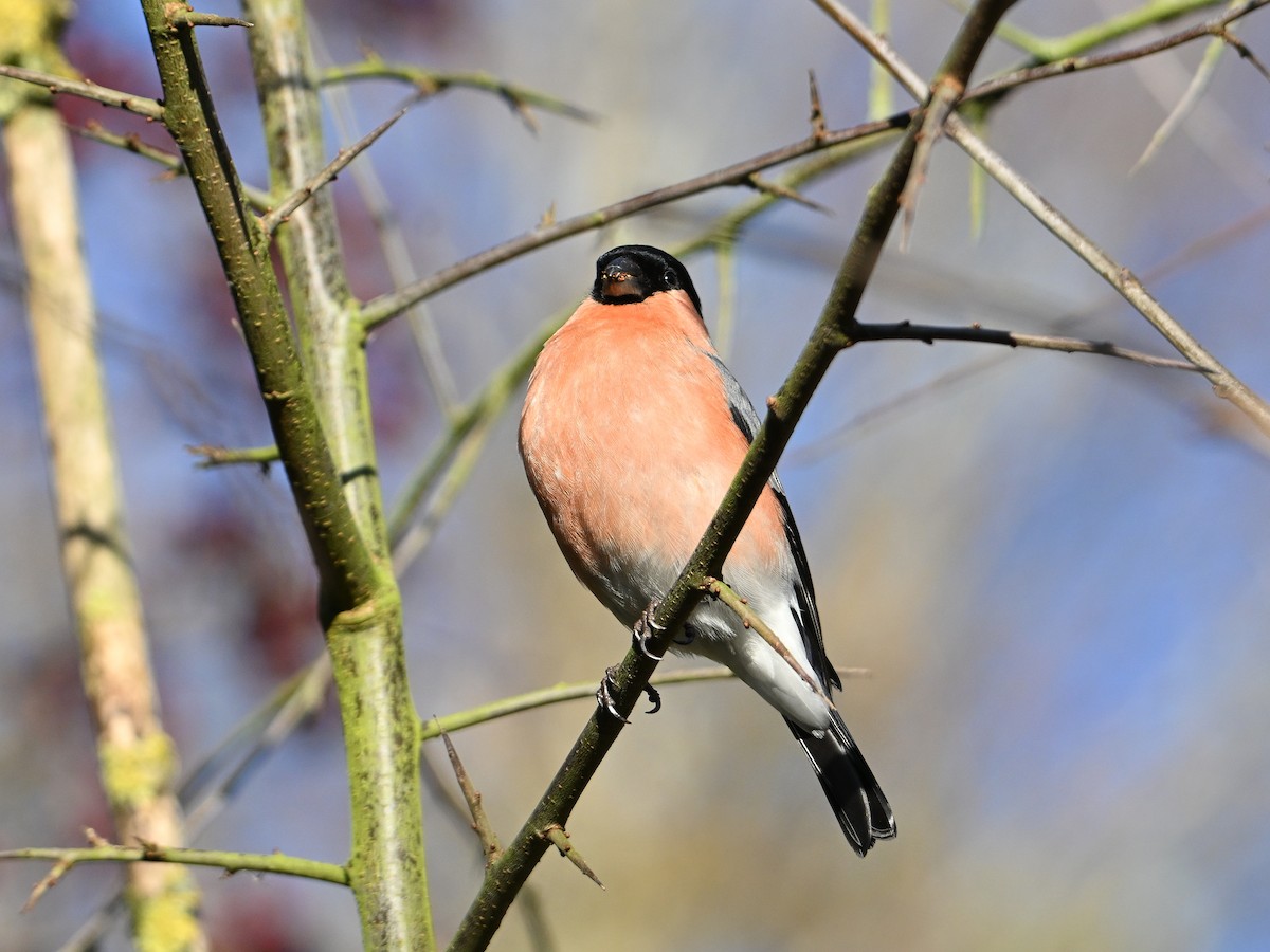 Gailupa eurasiarra - ML647184742