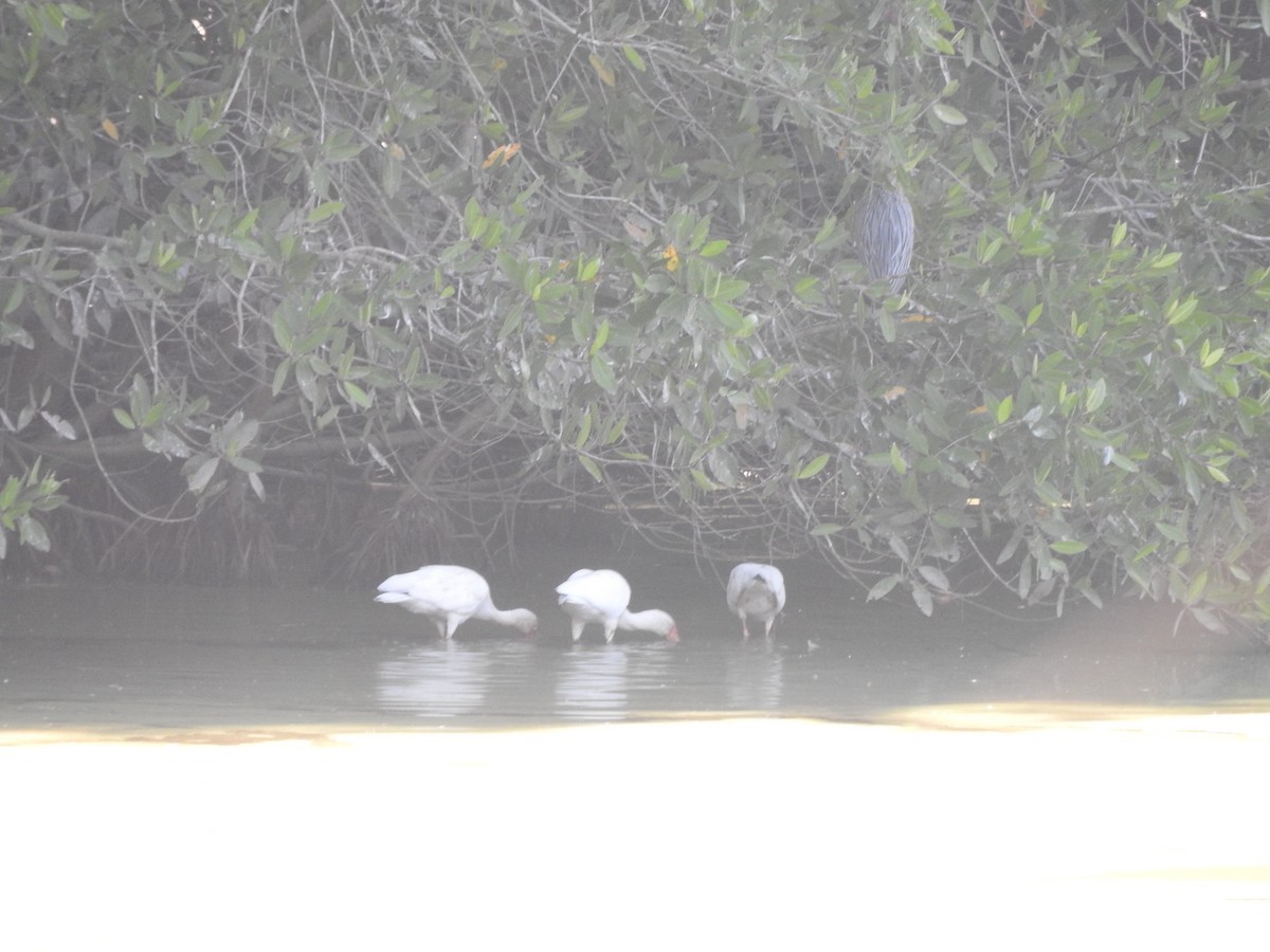 Ibis zuria - ML647184744