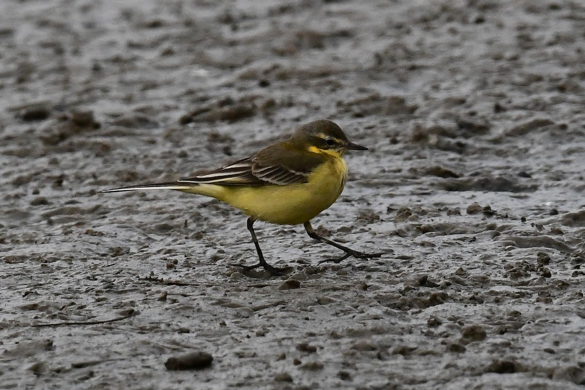 Larre-buztanikara - ML647184745