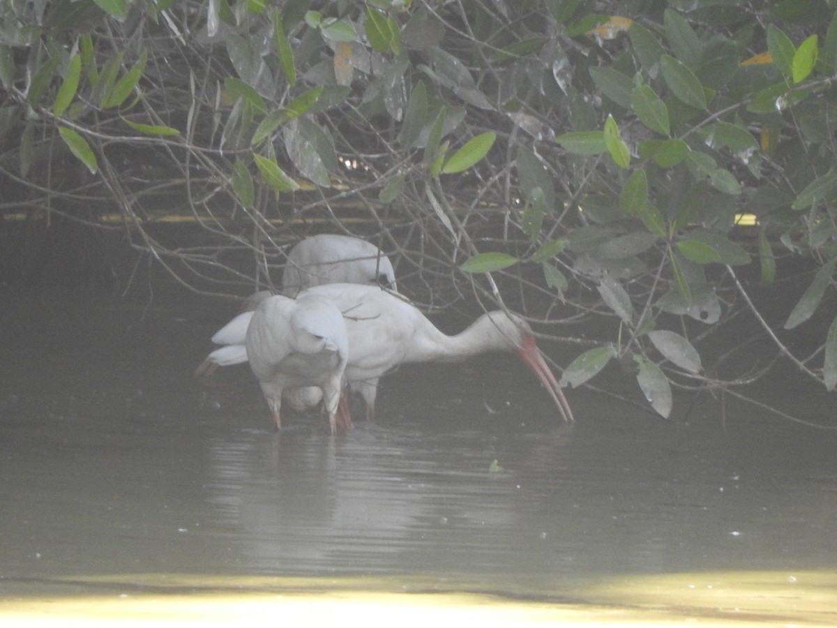 Ibis zuria - ML647184746