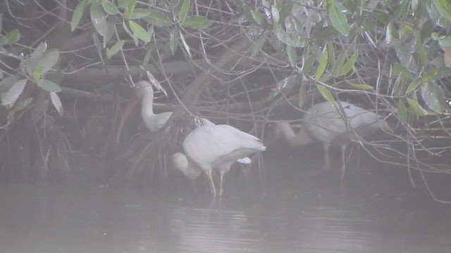 Ibis zuria - ML647184750