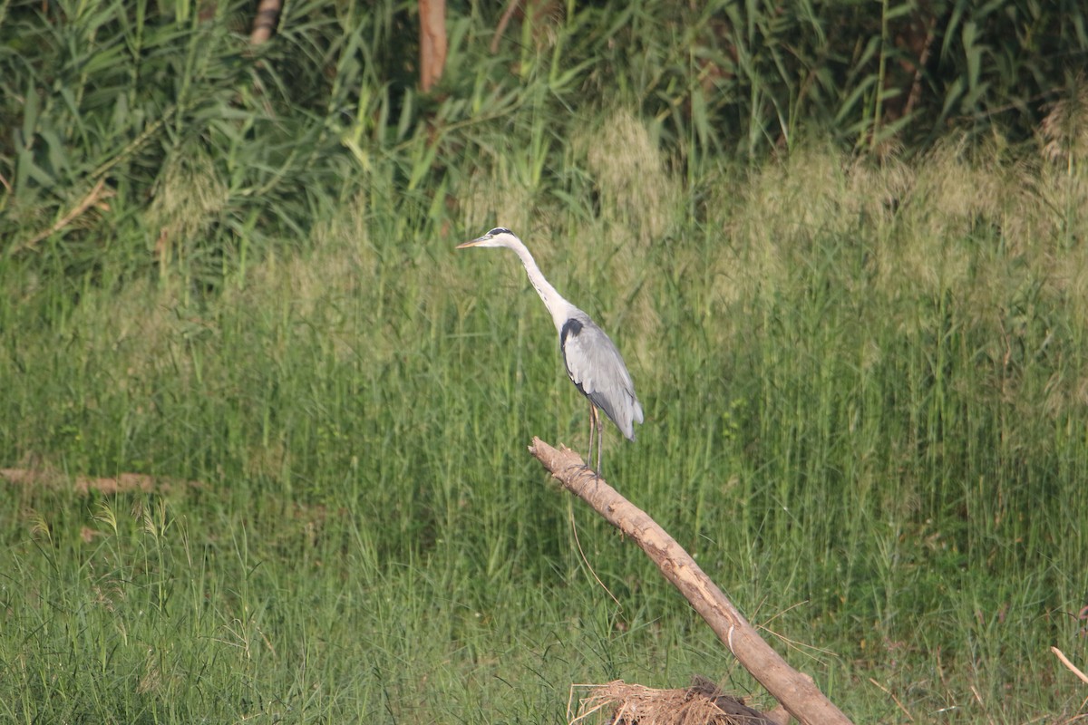 Koartza hauskara - ML647184751