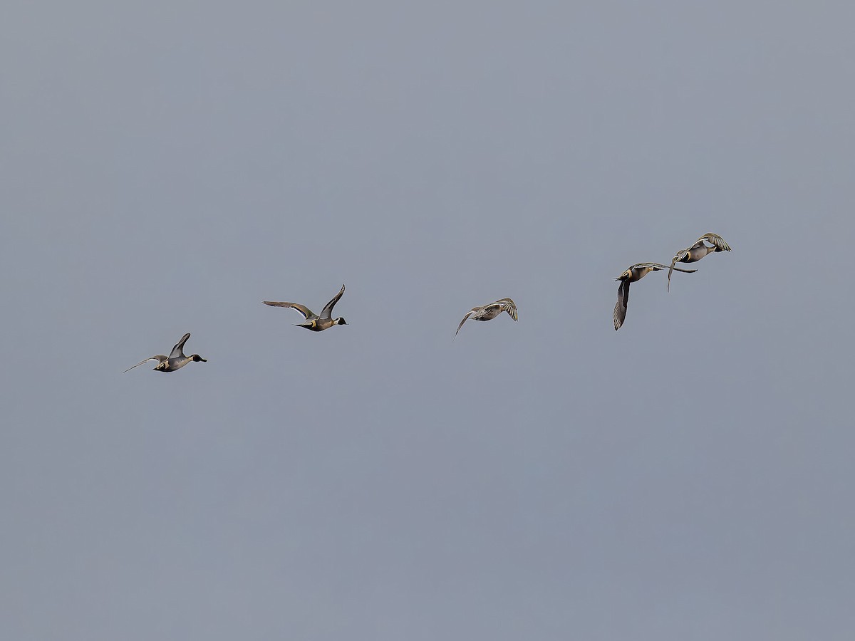 Ahate buztanluzea - ML647184752