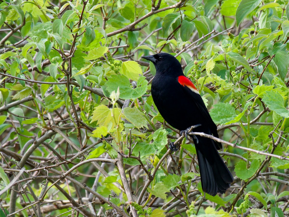 Red-winged Blackbird - ML647184753