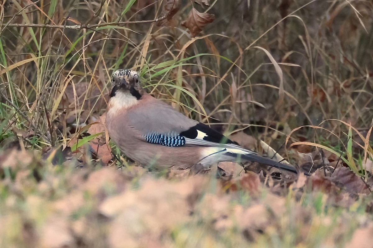 Eskinoso eurasiarra - ML647184754