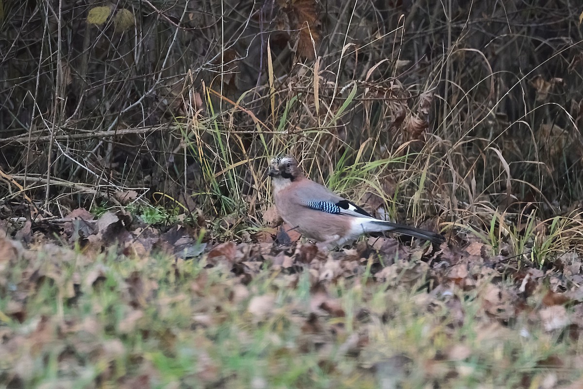 Eskinoso eurasiarra - ML647184755