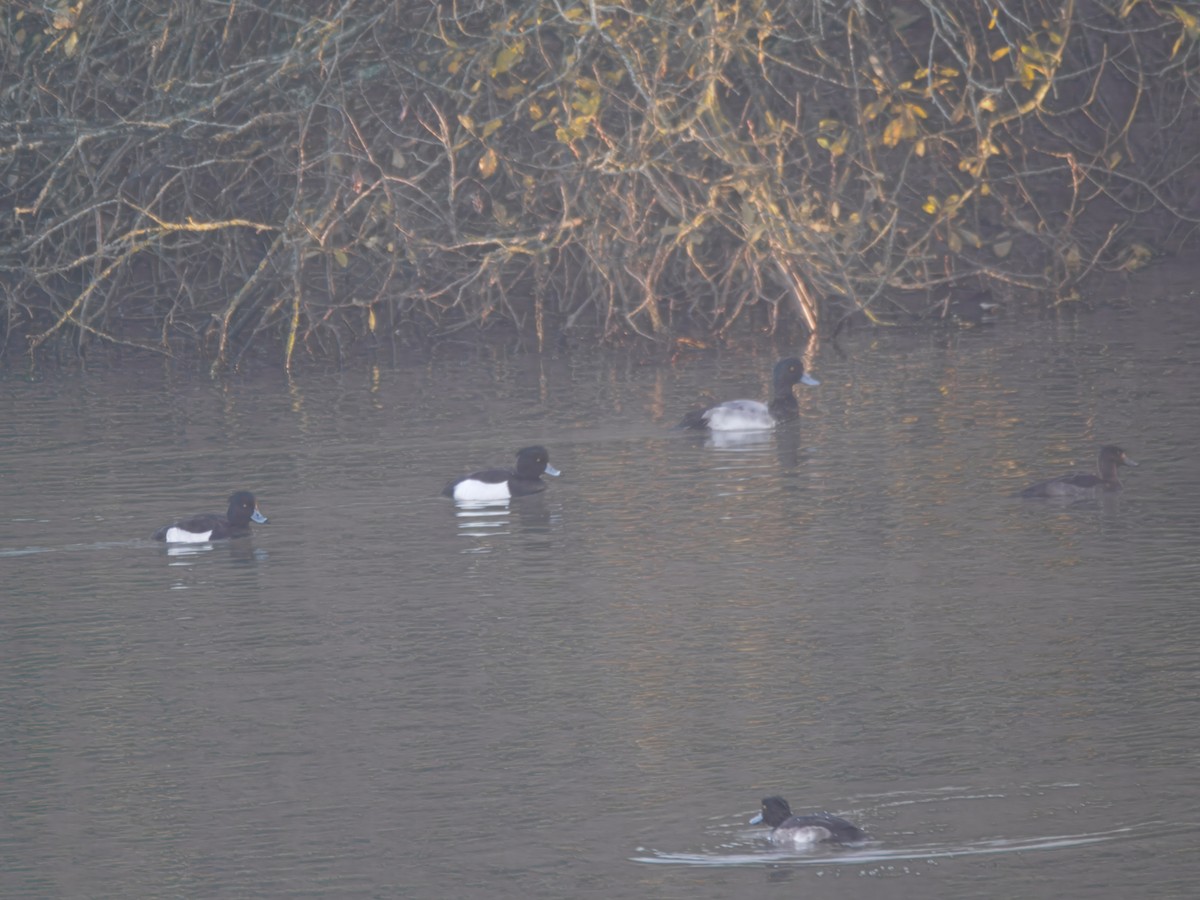 Murgilari handia - ML647184756