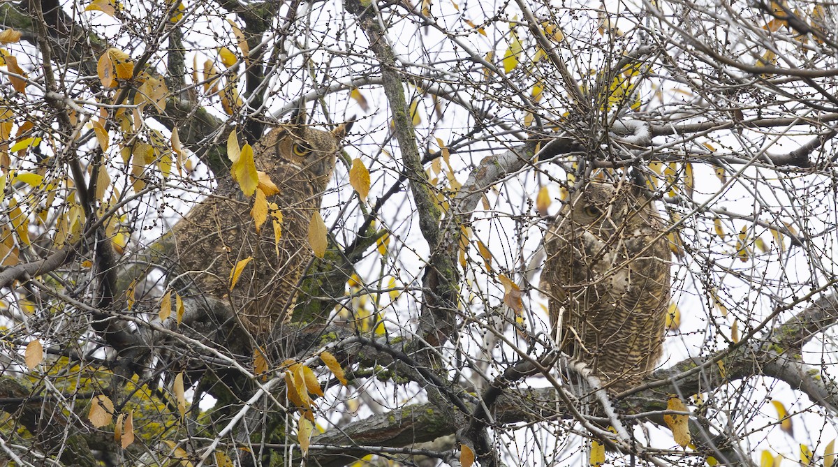 Hontz virginiarra - ML647184758
