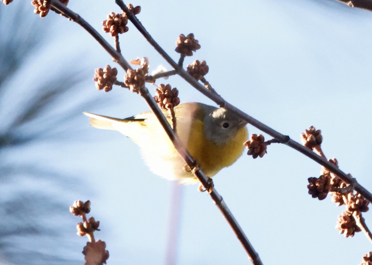 Nashville Warbler - ML647184759