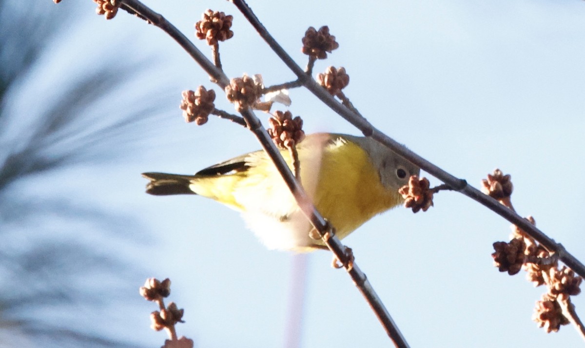Nashville Warbler - ML647184760