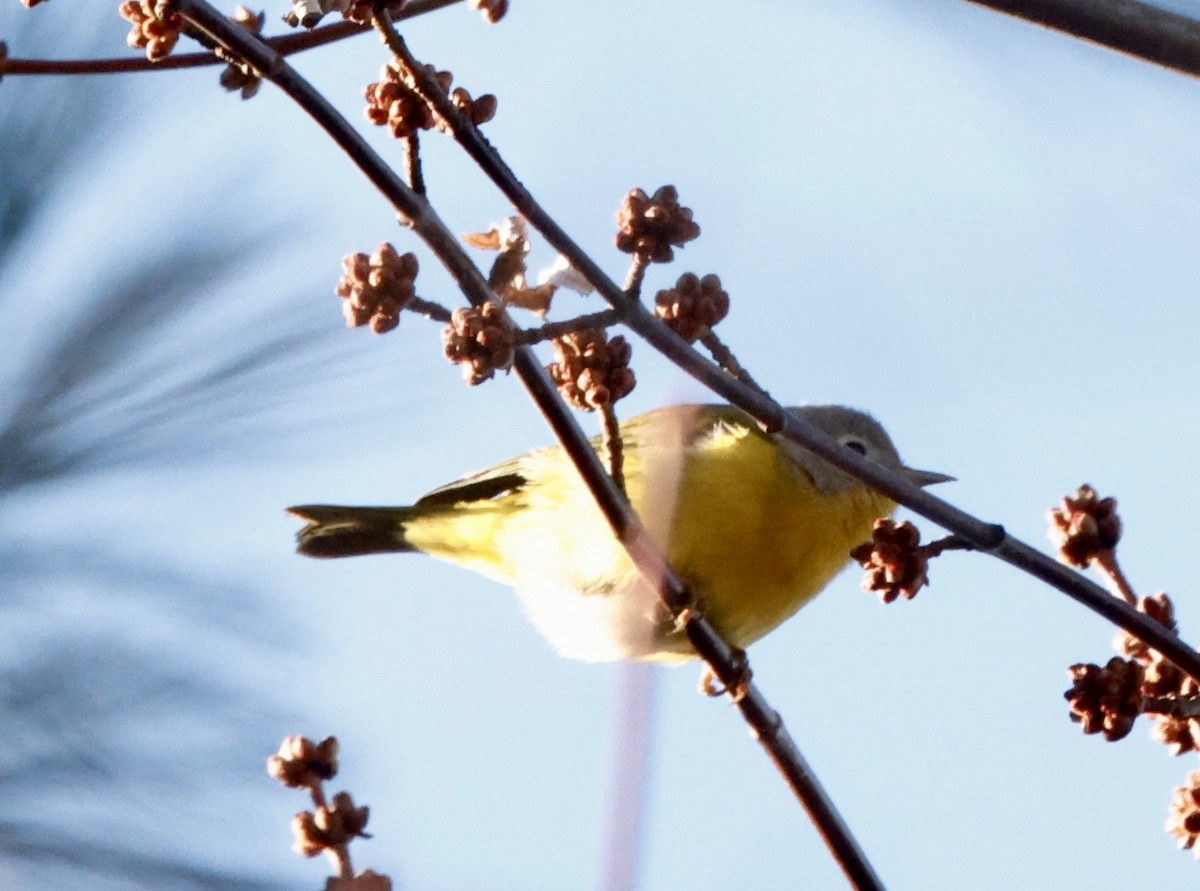 Nashville Warbler - ML647184761