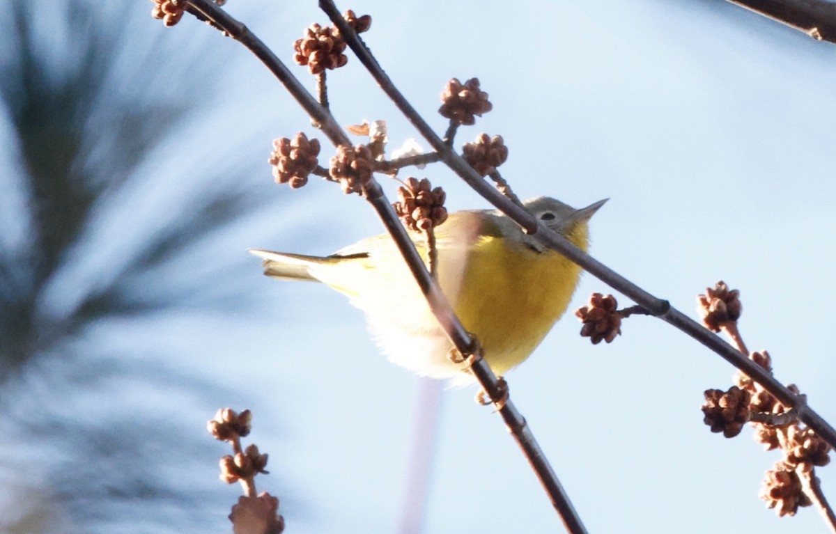 Nashville Warbler - ML647184762