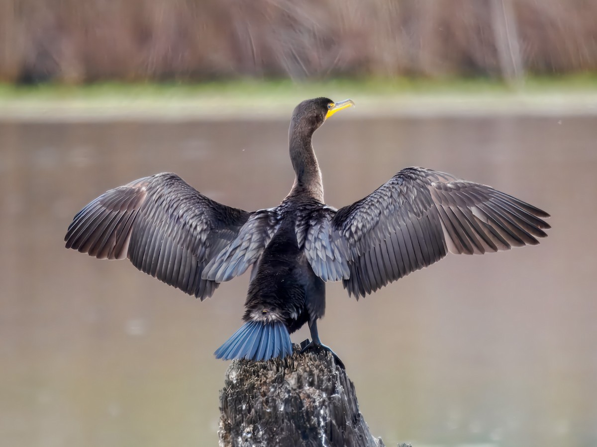 Ubarroi belarriduna - ML647184763