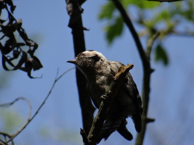 Lesser Spotted Woodpecker - ML647184766