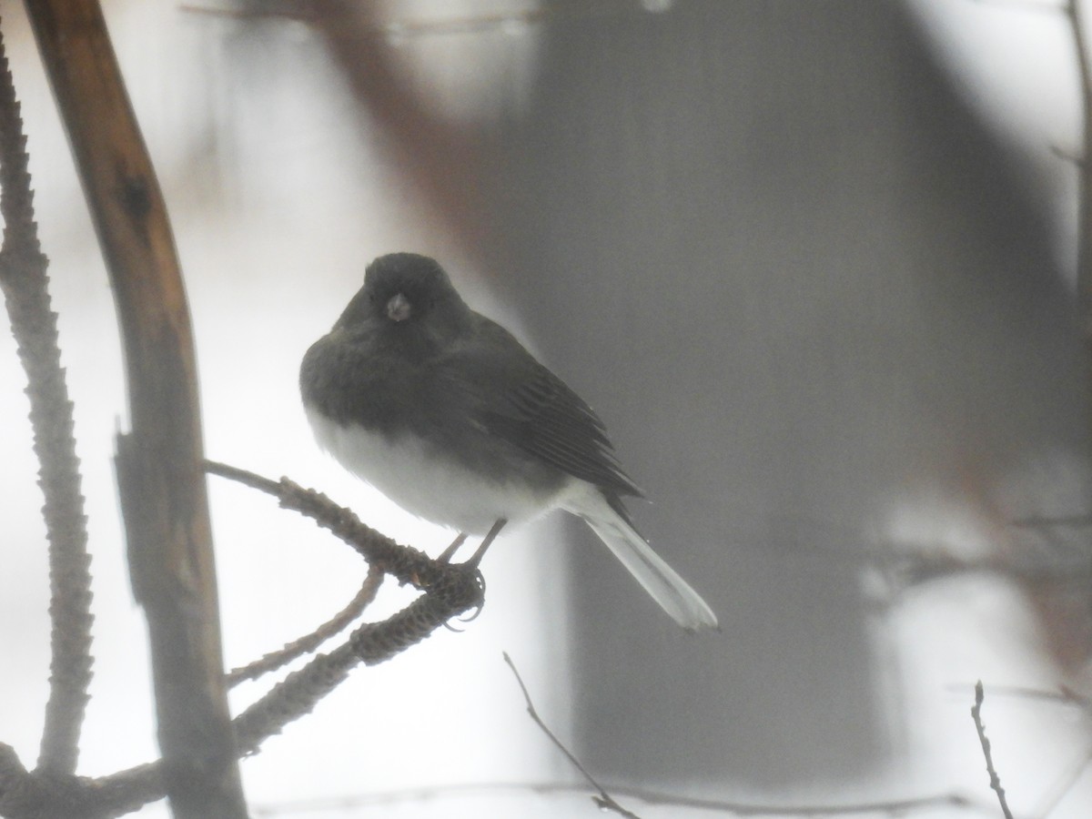Dark-eyed Junco - ML647184775