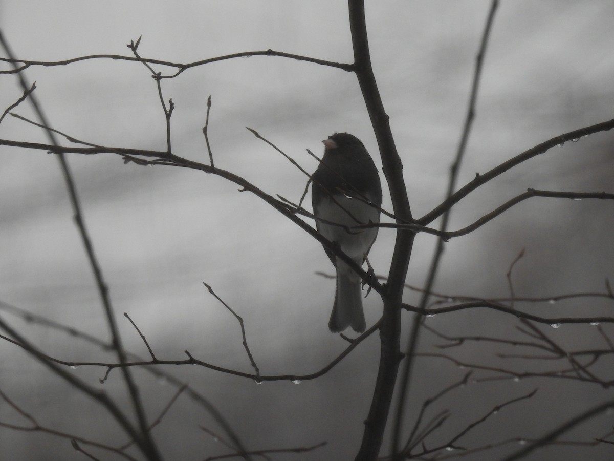 Dark-eyed Junco - ML647184776