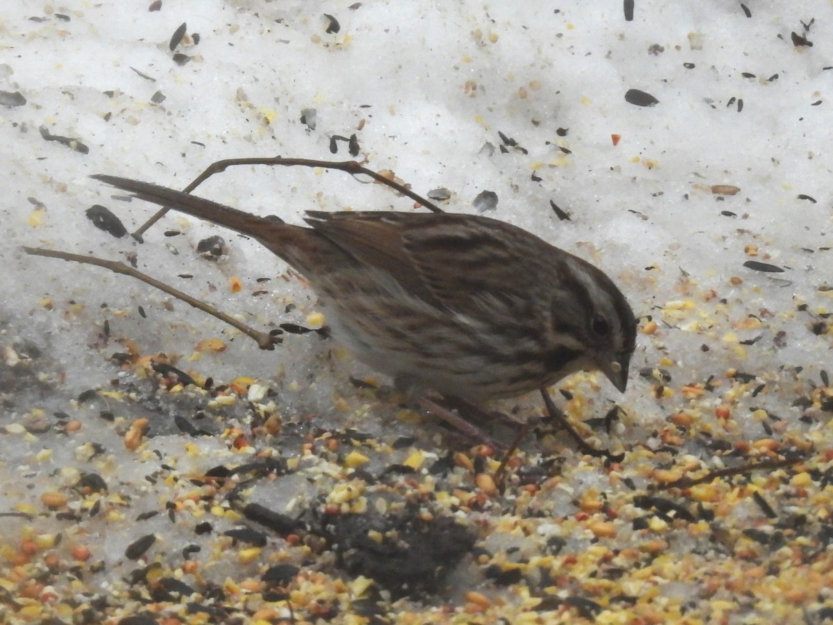 Song Sparrow - ML647184783