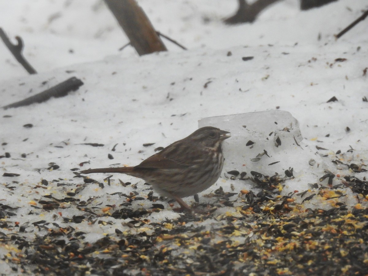 Song Sparrow - ML647184784